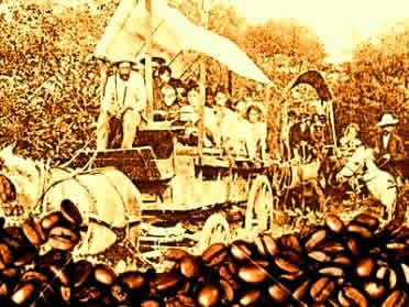 Os colonos eram explorados pelos contratos de parceria firmados com os grandes cafeicultores